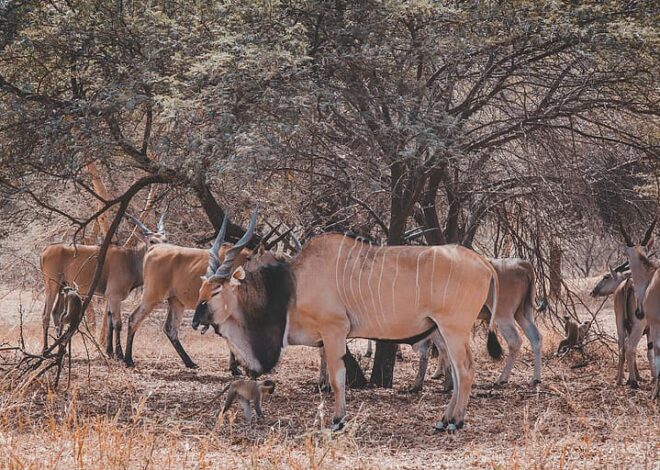 Animals in a Woodland: A Symphony of Life Among the Trees