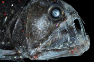 The Viperfish