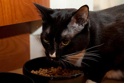A Comprehensive Guide to the Best Cat Food for Indoor Cats