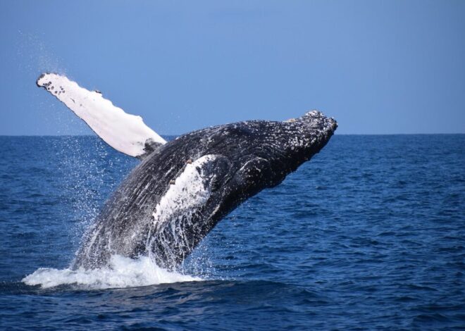 The Big Blue Whale Size: A Closer Look at the World’s Largest Creature