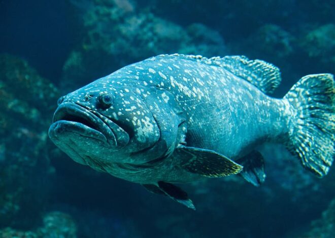 Unveiling the Terrifying World of scary Deep Ocean Fish