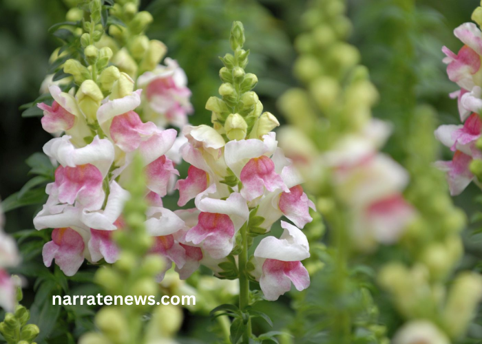 Pink Snap Dragon: A Comprehensive Guide to Growing and Enjoying This Vibrant Flower